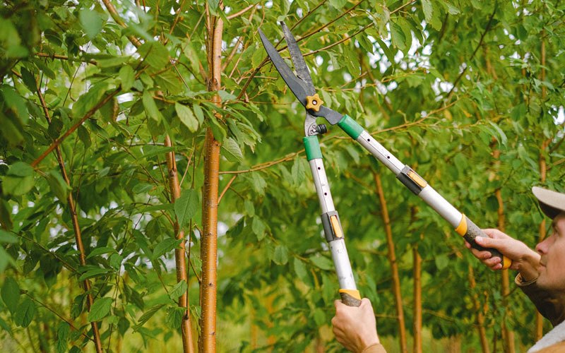 Tree trimming in Apple River, IL